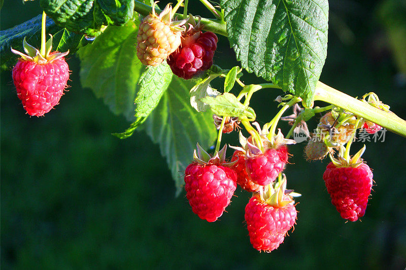 新鲜成熟的树莓藤的形象种植在夏季水果蔬菜园。树莓蔓/植物生长在葡萄园与花，拖梢叶绿色的树莓果，成熟成熟的红色